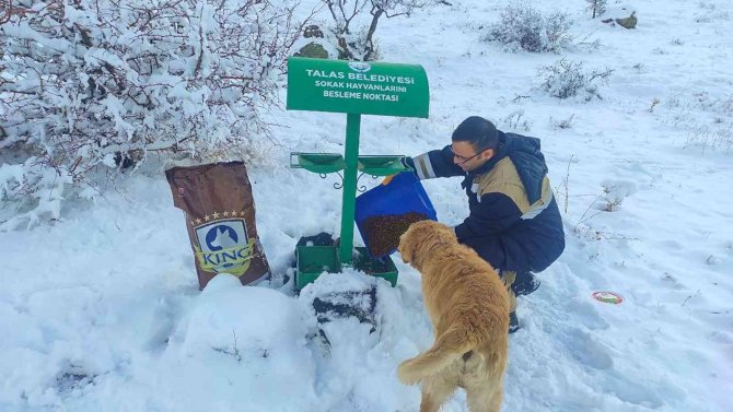 Talas Belediyesi’nden Sokak Hayvanları İçin 40 Besleme Noktası
