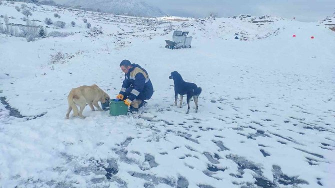 Talas Belediyesi’nden Sokak Hayvanları İçin 40 Besleme Noktası