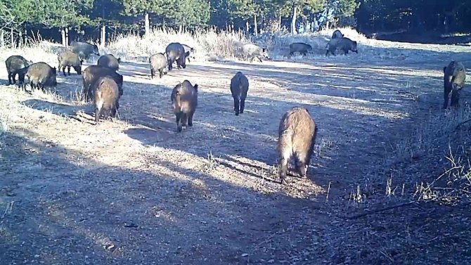 Kırıkkale’de Yaban Hayatı Fotokapana Yansıdı