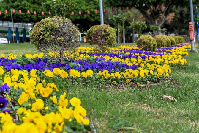 Mersin’in 4 Bini Yanı Çiçeklerle Renkleniyor