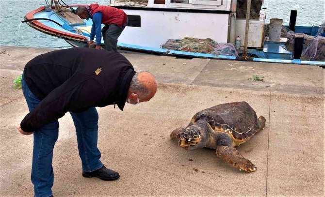 Halk Plajı Kıyısında Ölü Caretta Caretta Bulundu