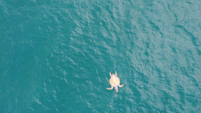Halk Plajı Kıyısında Ölü Caretta Caretta Bulundu