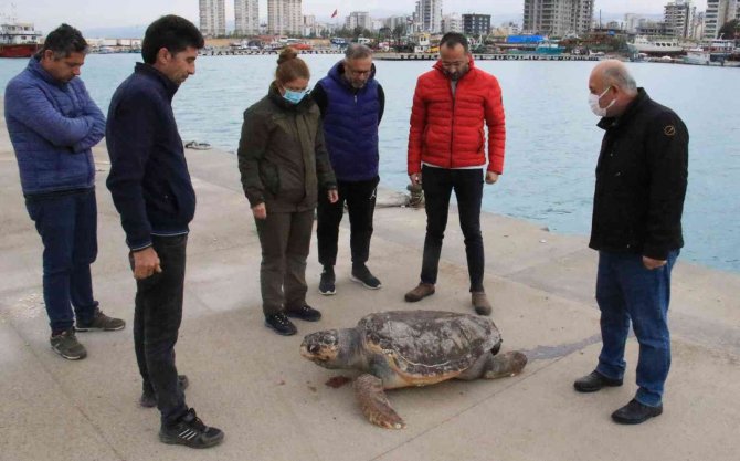 Halk Plajı Kıyısında Ölü Caretta Caretta Bulundu