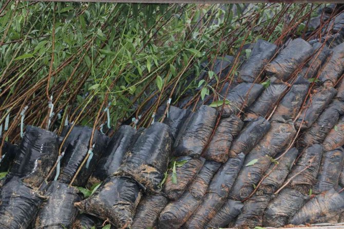 Uludereli Çiftçilere 7 Bin 800 Fide Dağıtıldı