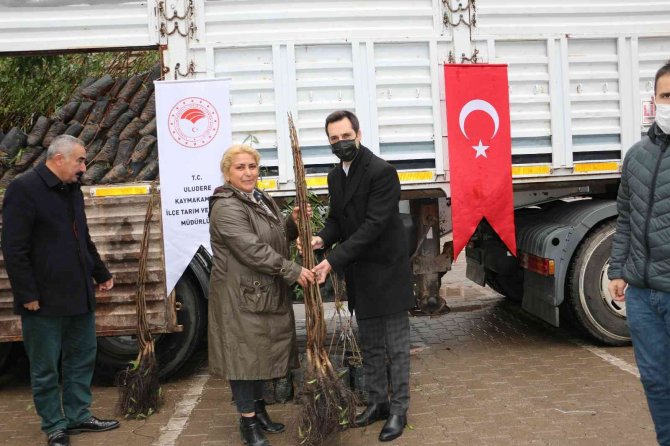 Uludereli Çiftçilere 7 Bin 800 Fide Dağıtıldı