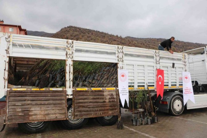 Uludereli Çiftçilere 7 Bin 800 Fide Dağıtıldı