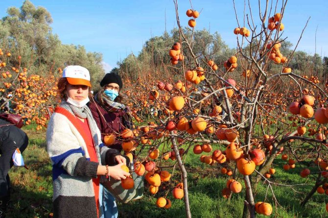 Trabzon Hurması İhtiyaç Sahipleri İçin Hasat Edildi