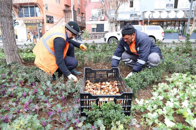 210 Bin Lale Soğanı Toprakla Buluşuyor