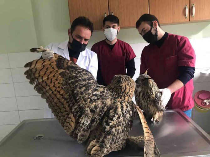 Yaralı Halde Bulunan Kulaklı Orman Baykuşları Tedavi Altına Alındı