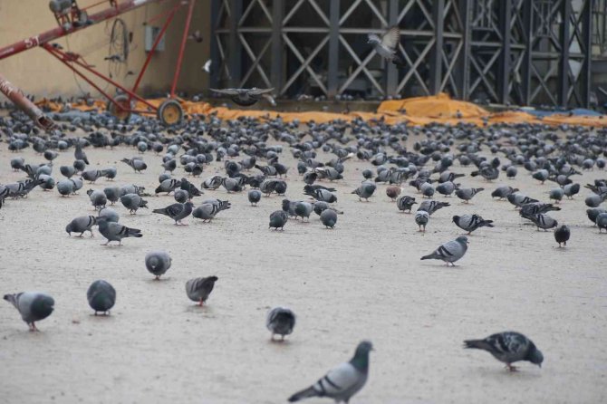 Soğuk Havada Yiyecek Bulamayan Yüzlerce Güvercin Silolara Hücum Etti