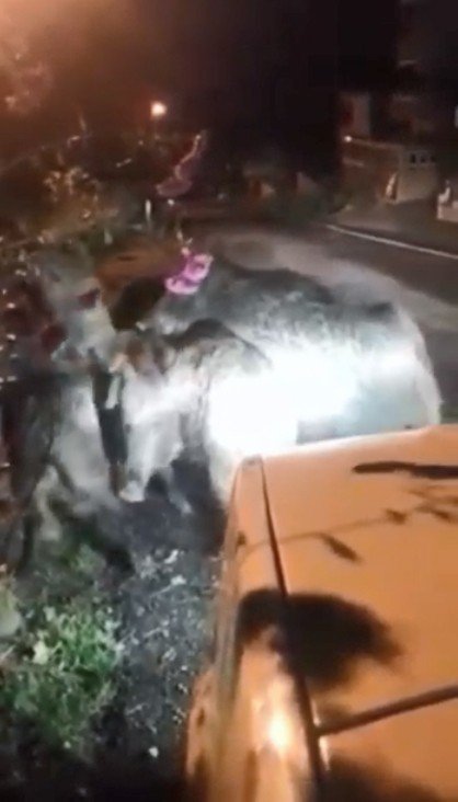 Giresun’da Aç Kalan Domuz Sürüsü Köye İndi