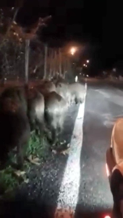 Giresun’da Aç Kalan Domuz Sürüsü Köye İndi