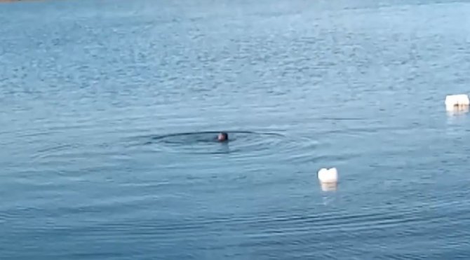 Abana’da Limandaki Su Samurları Kamerada