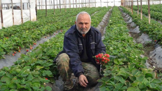 Kış Ortasında Hasat Edilen Çilek Kilosu 22 Liradan Satılıyor