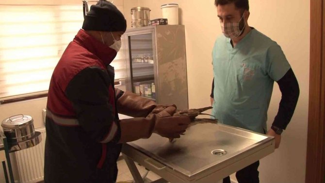 Soğuk Havada Bitkin Düşen Şahin Pendik’te Yol Kenarında Bulundu