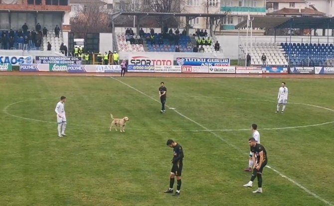 Sahaya Giren Köpek Maçı Durdurdu, Renkli Görüntüler Yaşandı