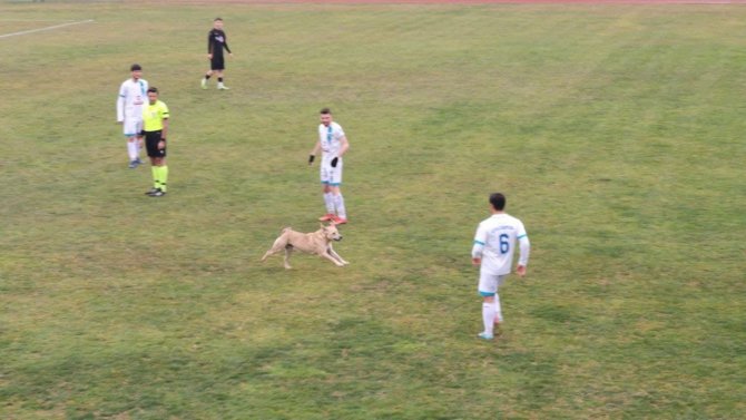 Sahaya Giren Köpek Maçı Durdurdu, Renkli Görüntüler Yaşandı