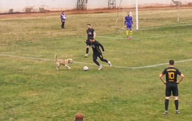 Sahaya Giren Köpek Maçı Durdurdu, Renkli Görüntüler Yaşandı