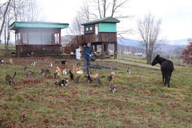 Kedi Kasabası’nın Misafir’i Katır