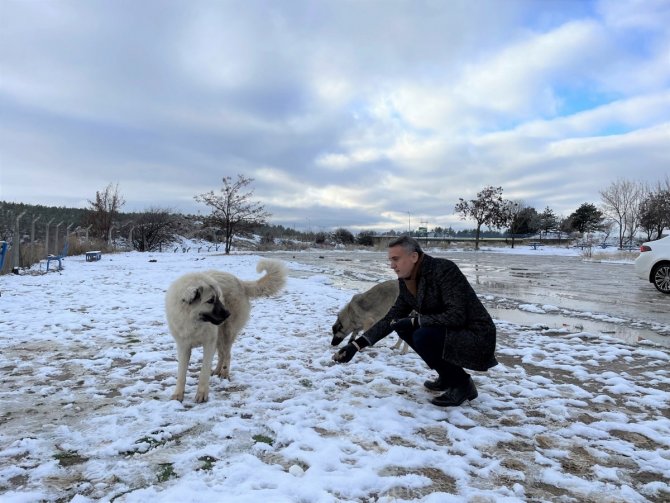 Belediye Ekipleri Sokak Hayvanlarını Besledi