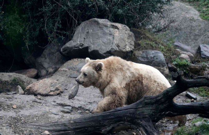 Zoopark’ta Yırtıcı Hayvanların Beslenmeleri Nefes Kesti