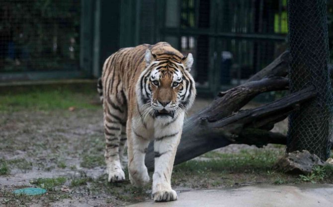 Zoopark’ta Yırtıcı Hayvanların Beslenmeleri Nefes Kesti