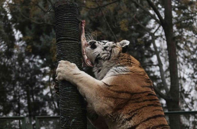 Zoopark’ta Yırtıcı Hayvanların Beslenmeleri Nefes Kesti