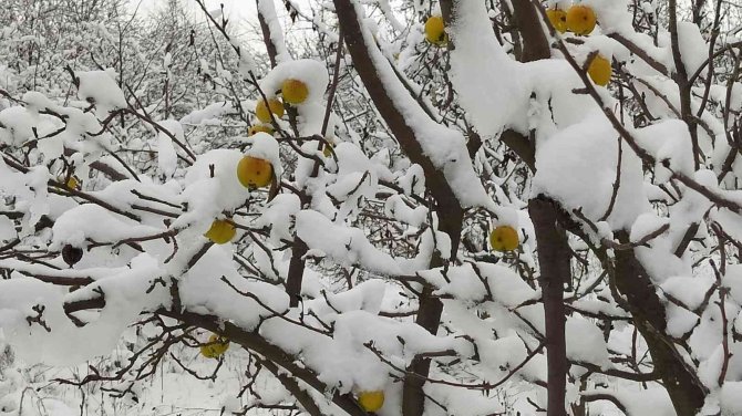 Üzeri Kar Birikmiş Sarı Renkli Elmalar Kartpostallık Görüntü Oluşturdu