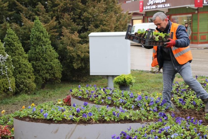 Safranbolu’da Kışlık Çiçeklerin Dikimine Başlandı