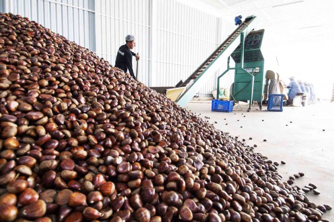 Kestane Fiyatları Yüzde Yüz Zamlanınca Kestaneciler Gece Mesaisine Başladı