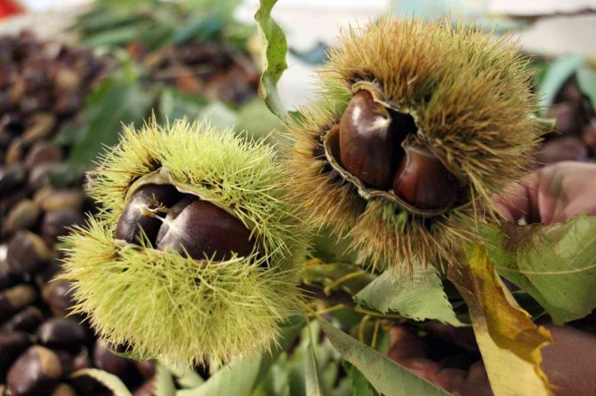 Kestane Fiyatları Yüzde Yüz Zamlanınca Kestaneciler Gece Mesaisine Başladı