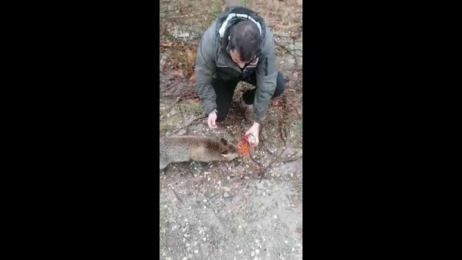 Kırklareli’nde Tilki Yol Kesip, Yiyecek İstiyor