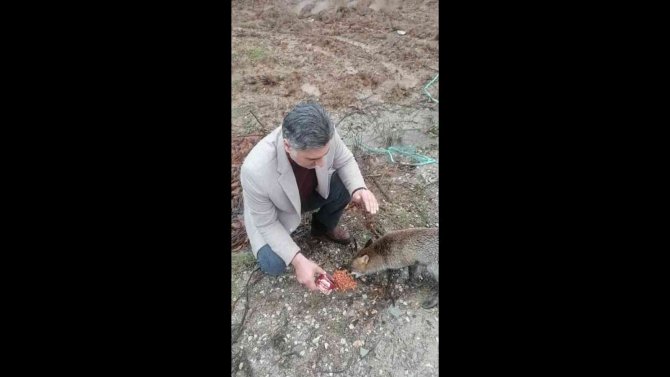 Kırklareli’nde Tilki Yol Kesip, Yiyecek İstiyor