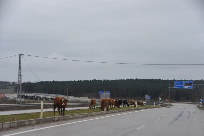 Karayolundaki Büyükbaş Hayvanlar Tehlike Saçıyor