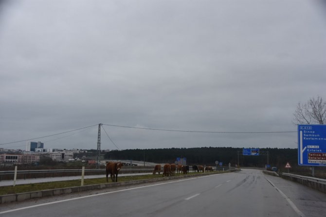 Karayolundaki Büyükbaş Hayvanlar Tehlike Saçıyor