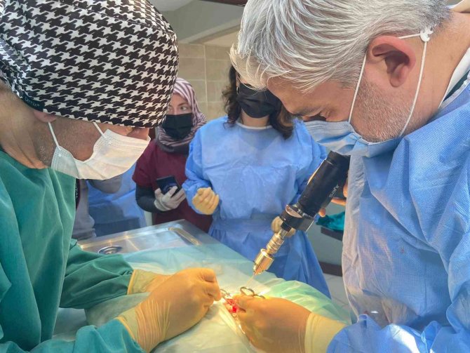 Sokak Hayvanlarına Kırık Ve Çıkık Tedavisi