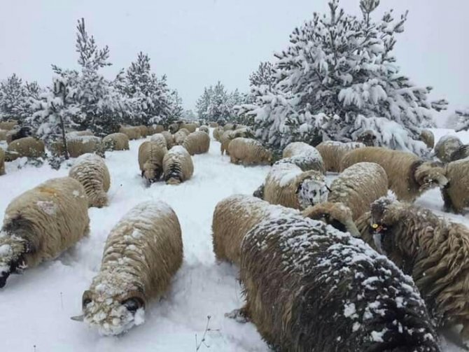 Karda Yayılan Koyunlar İlginç Görüntüler Oluşturdu