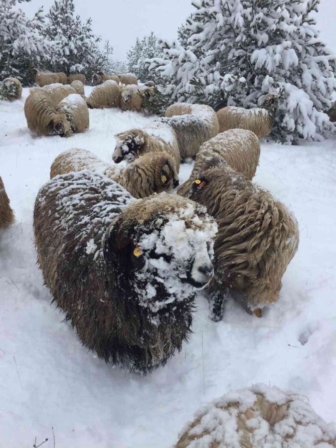 Karda Yayılan Koyunlar İlginç Görüntüler Oluşturdu