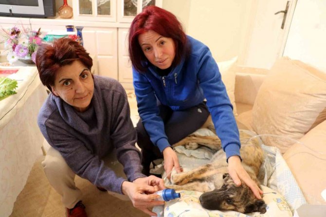 Engelli Ve Hasta Sokak Hayvanlarına Anne Oldu