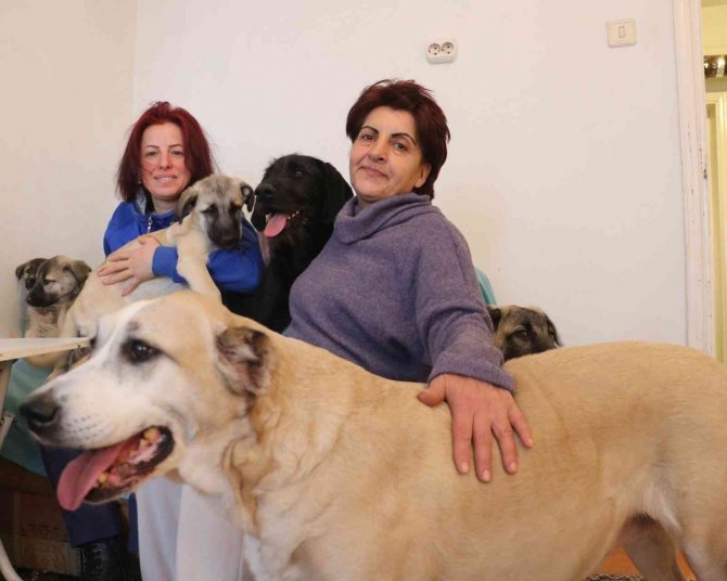 Engelli Ve Hasta Sokak Hayvanlarına Anne Oldu