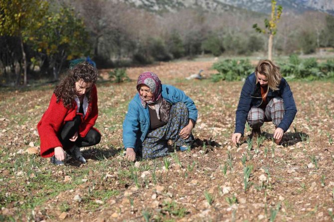Büyükşehir’den Tarım Kooperatifi’ne 10 Bin Adet Nergis Soğanı