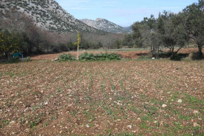 Büyükşehir’den Tarım Kooperatifi’ne 10 Bin Adet Nergis Soğanı