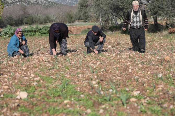 Büyükşehir’den Tarım Kooperatifi’ne 10 Bin Adet Nergis Soğanı