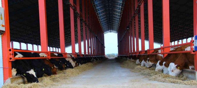 Adsyb’den ‘Düve Desteği’ Açıklaması