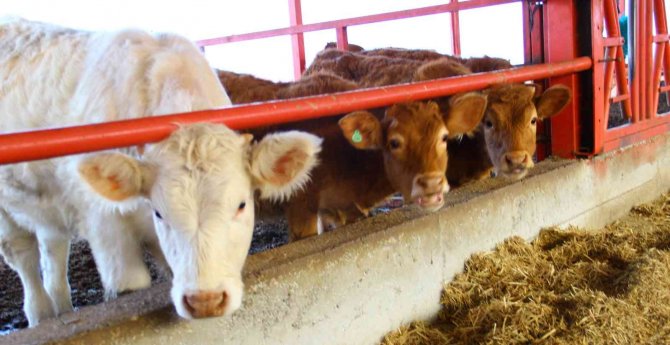 Adsyb’den ‘Düve Desteği’ Açıklaması