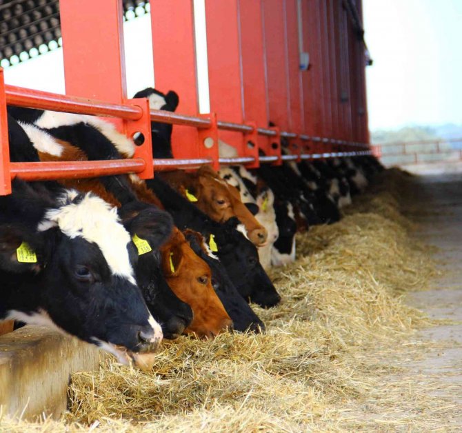 Adsyb’den ‘Düve Desteği’ Açıklaması