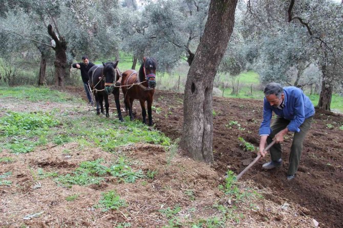 Aydın’da Yağışı Gören Tarlaya İndi