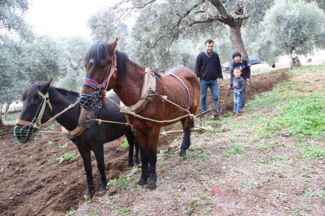 Aydın’da Yağışı Gören Tarlaya İndi
