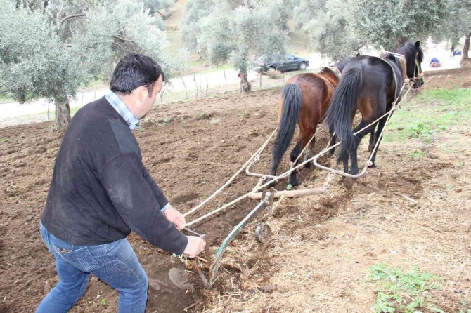Aydın’da Yağışı Gören Tarlaya İndi