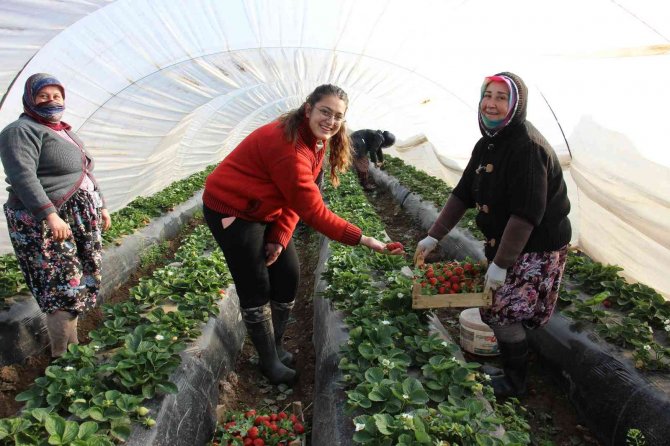 Çilek Değil ’Altın’ Yetiştiriyorlar